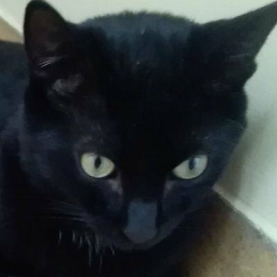 gato_garden🏴🏴‍☠️:blackcat:
